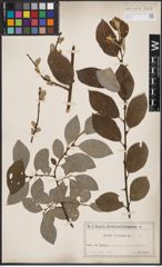 Foto von Salix caprea L.